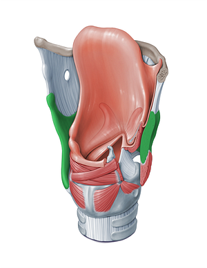 Thyroid cartilage (#18329)