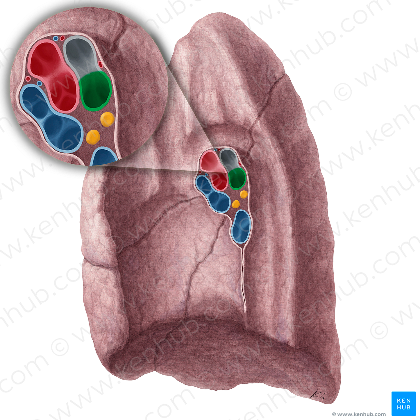 Intermediate bronchus of right lung (#2209)