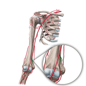 Inferior ulnar collateral artery (#18929)