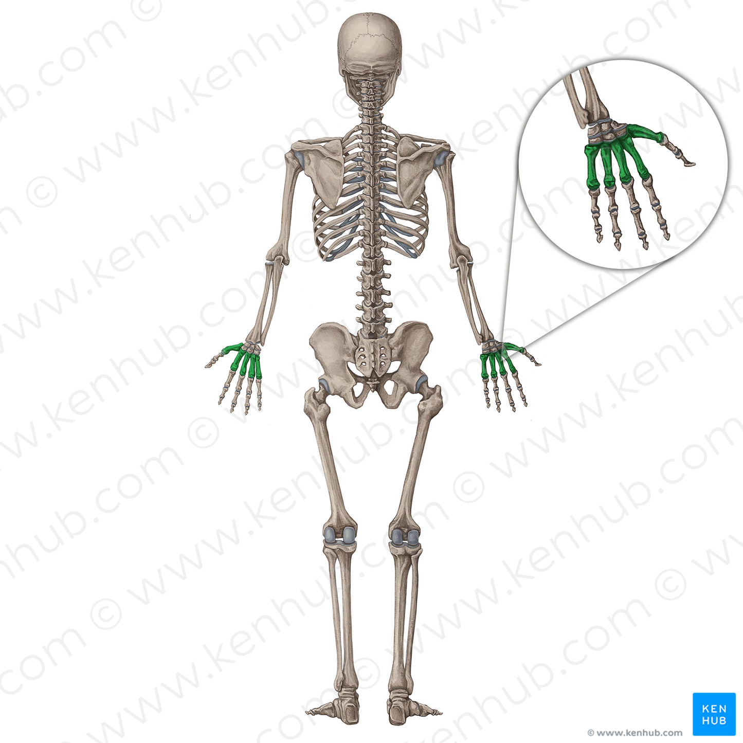 Metacarpal bone (#7497)