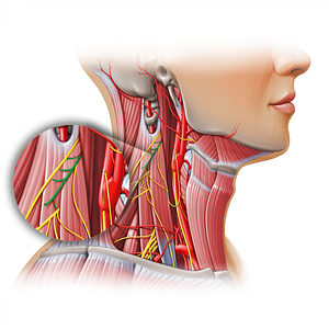 Spinal nerve C2 (#11128)