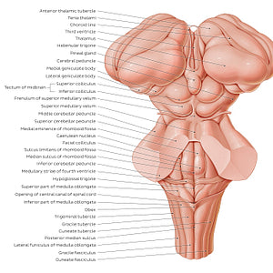 Surface anatomy of the brainstem (English)