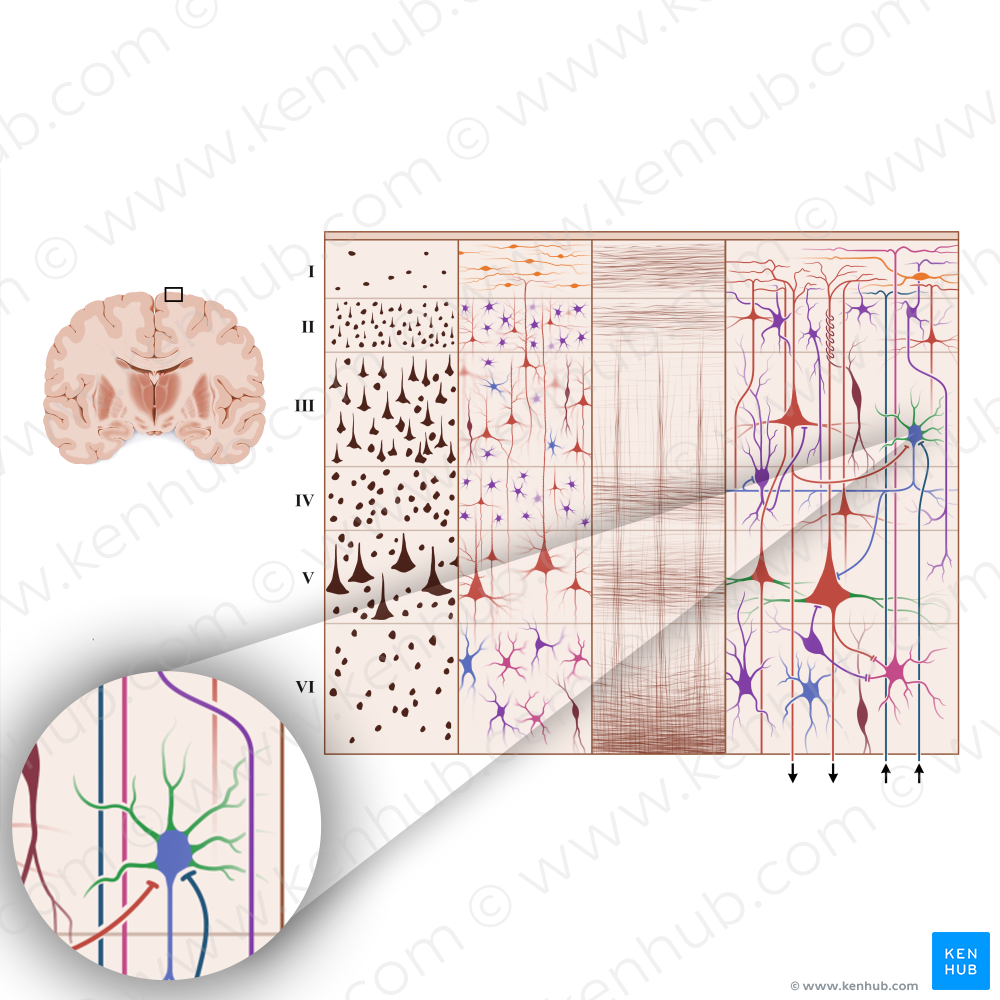 Dendrites (#18927)