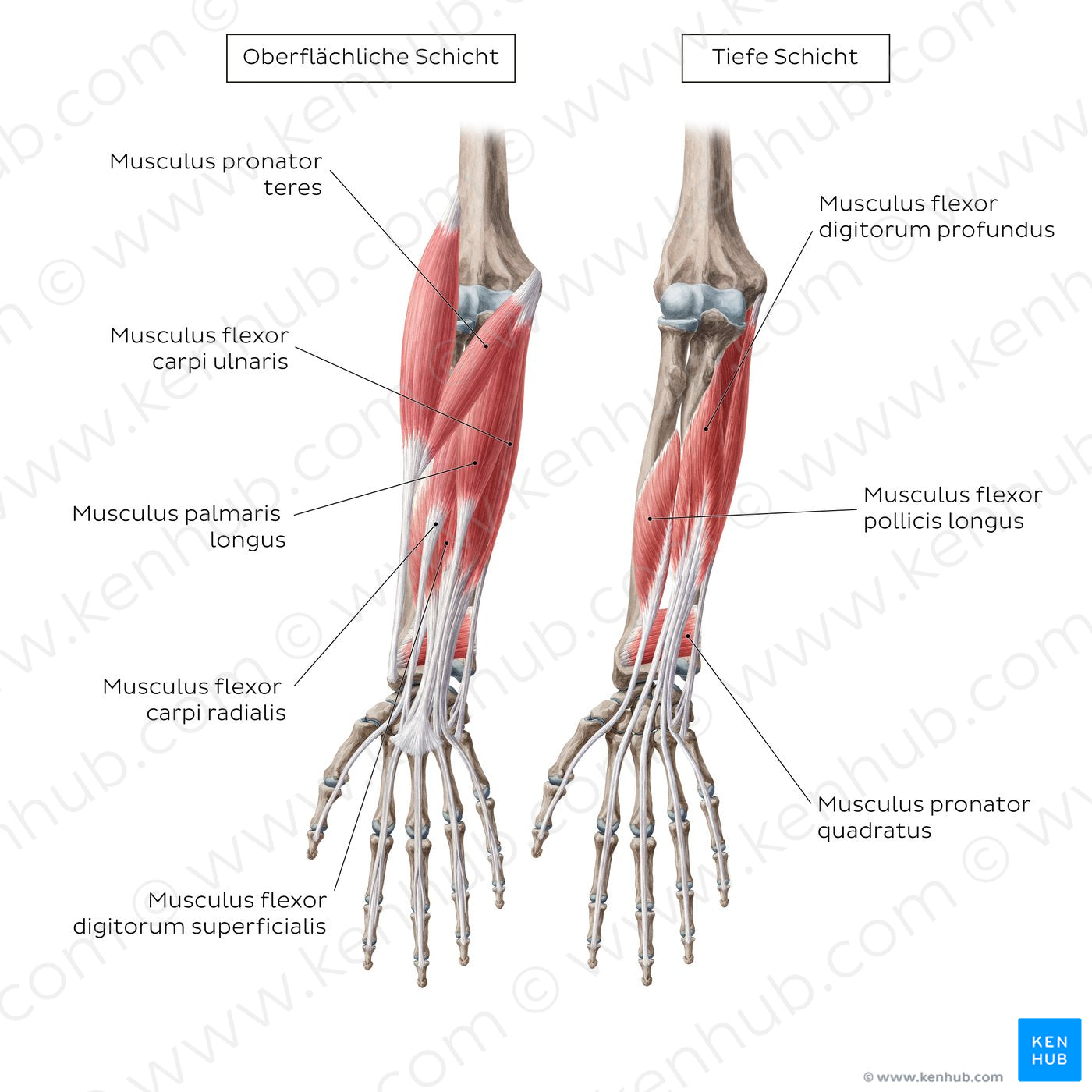 Flexors of the forearm (DE headings) (Latin)
