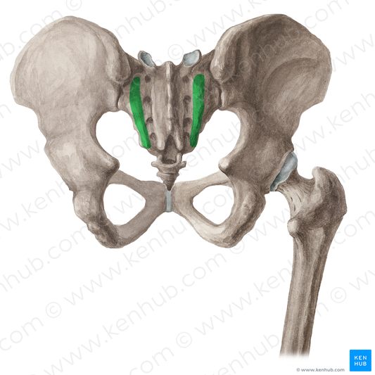 Lateral sacral crest (#16039)