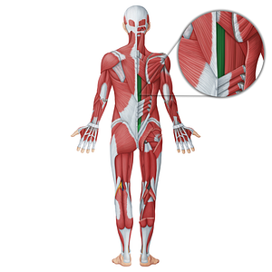 Spinalis muscle (#18748)