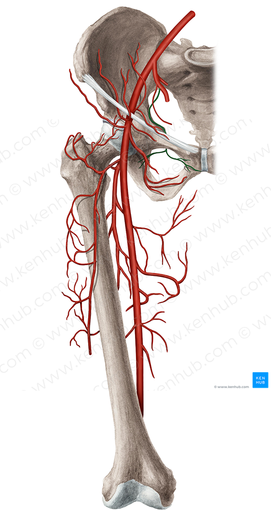 Obturator artery (#1550)