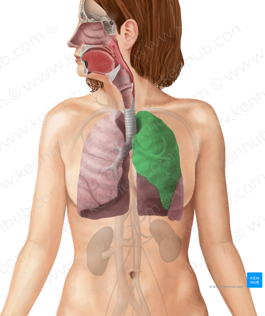 Superior lobe of left lung (#4874)