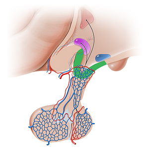 Median eminence of hypothalamus (#16218)