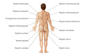 Regions of the back and buttocks (Spanish)