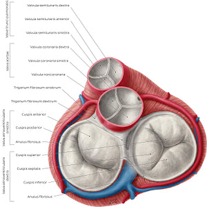Heart valves (Latin)
