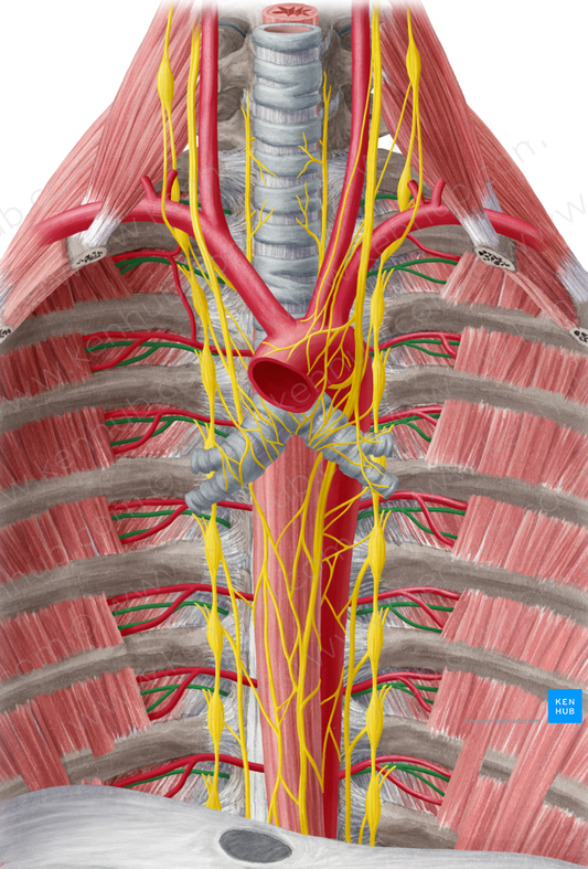 Intercostal nerve (#6239)