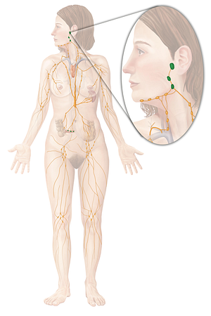 Tonsil (#9458)