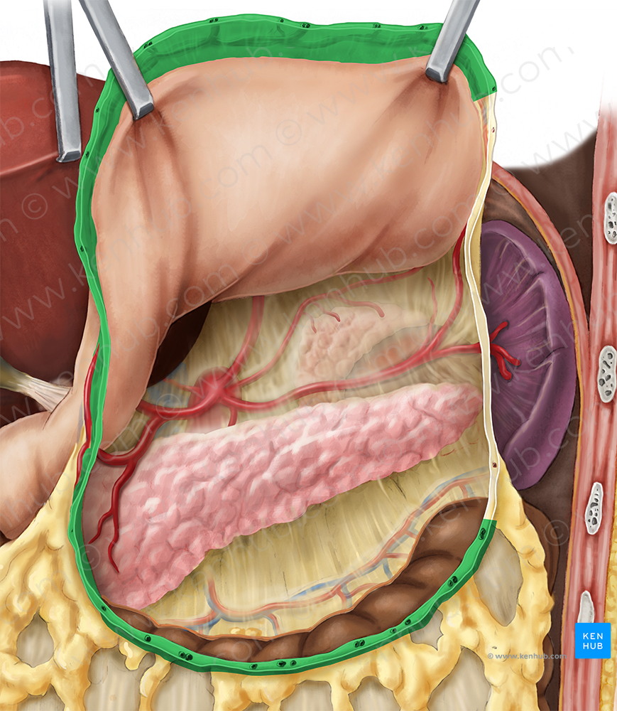 Gastrocolic ligament (#4534)