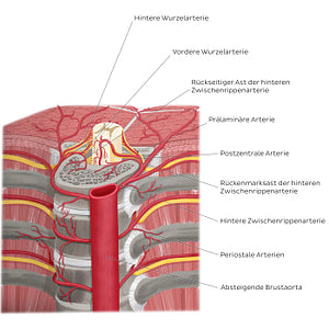 Arteries of the vertebral column (German)