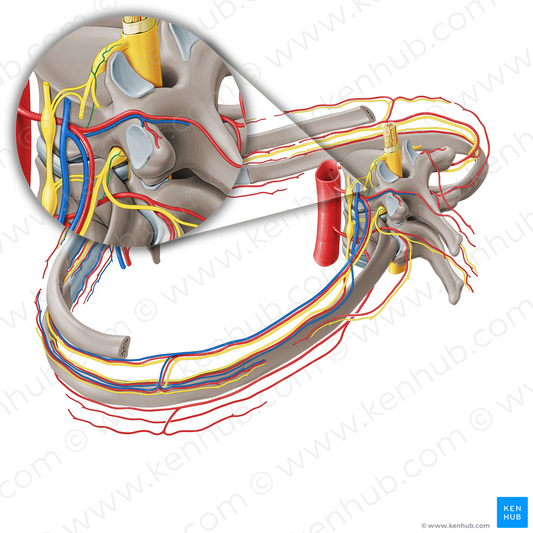 Spinal branch of posterior intercostal artery (#19716)