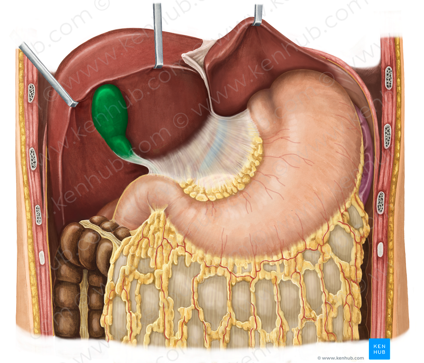 Gallbladder (#10798)