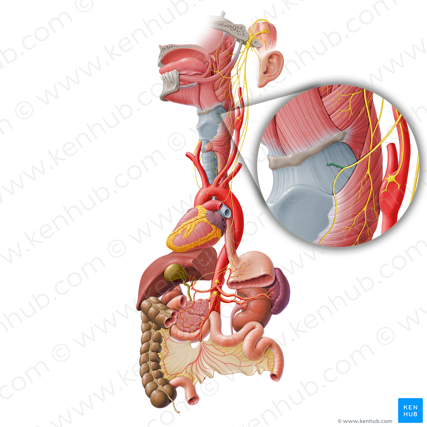 Internal branch of superior laryngeal nerve (#8719)