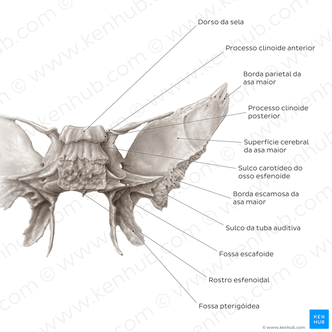 Sphenoid bone (posterior view) (Portuguese)