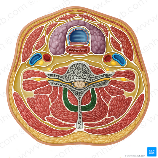 Semispinalis cervicis muscle (#17317)