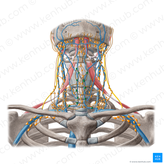 Superficial anterior cervical lymph nodes (#20240)