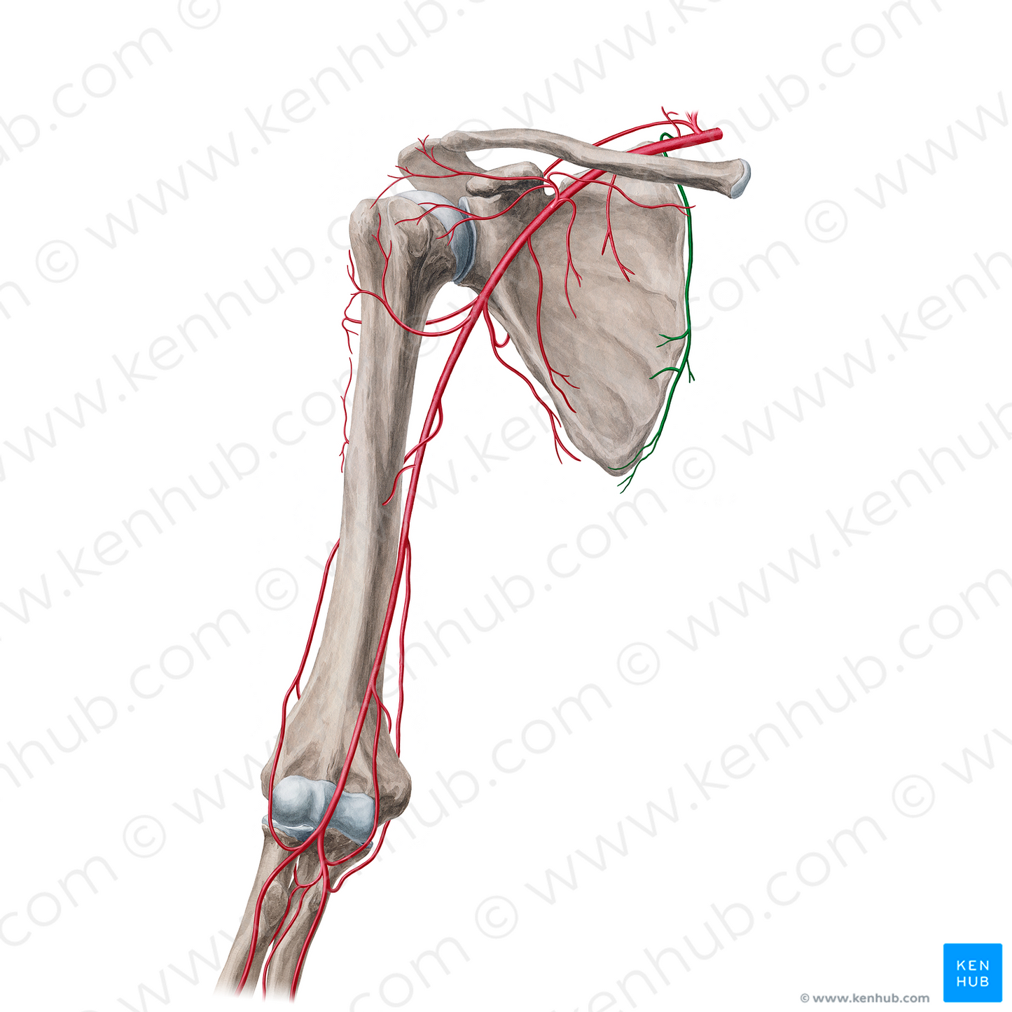 Dorsal scapular artery (#18849)