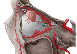 Posterior ciliary arteries (#1122)