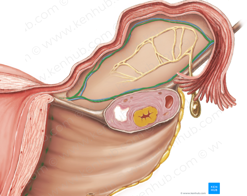 Ovarian artery (#1572)