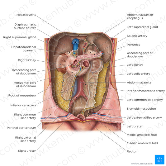 Retroperitoneum (English)