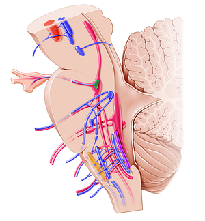 Motor nucleus of trigeminal nerve (#7214)