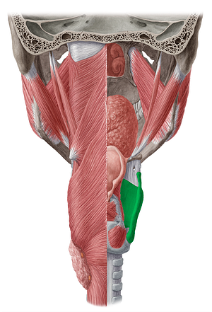 Thyroid cartilage (#2510)