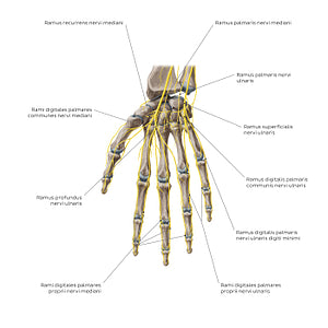 Nerves of the hand: Palmar view (Latin)