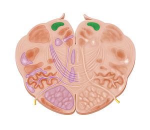 Gracile nucleus (#7208)