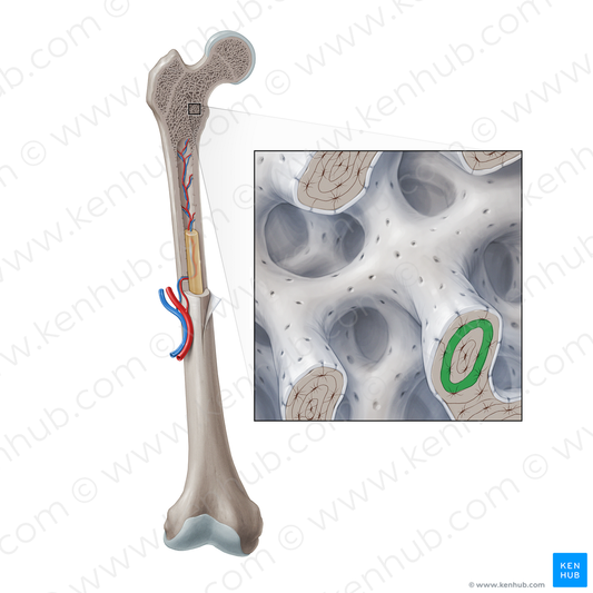 Bone lamella (#21372)