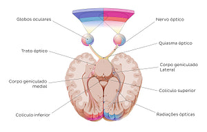 Optic nerve (Portuguese)