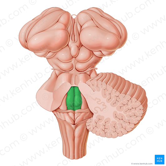 Medial eminence of rhomboid fossa (#3387)