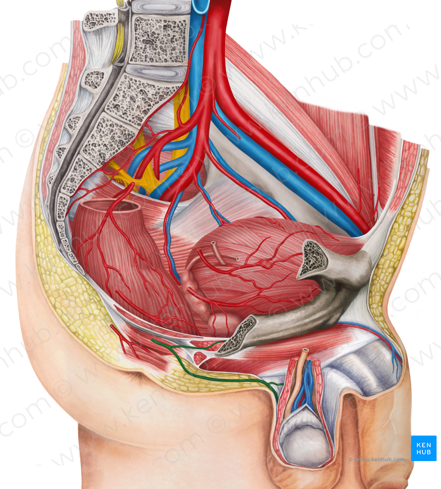 Internal pudendal artery (#1672)