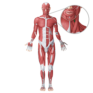 Thyrohyoid muscle (#18762)