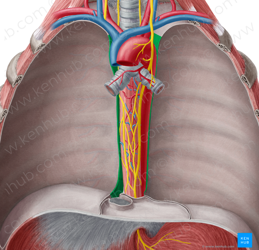 Mediastinal part of parietal pleura (#7731)