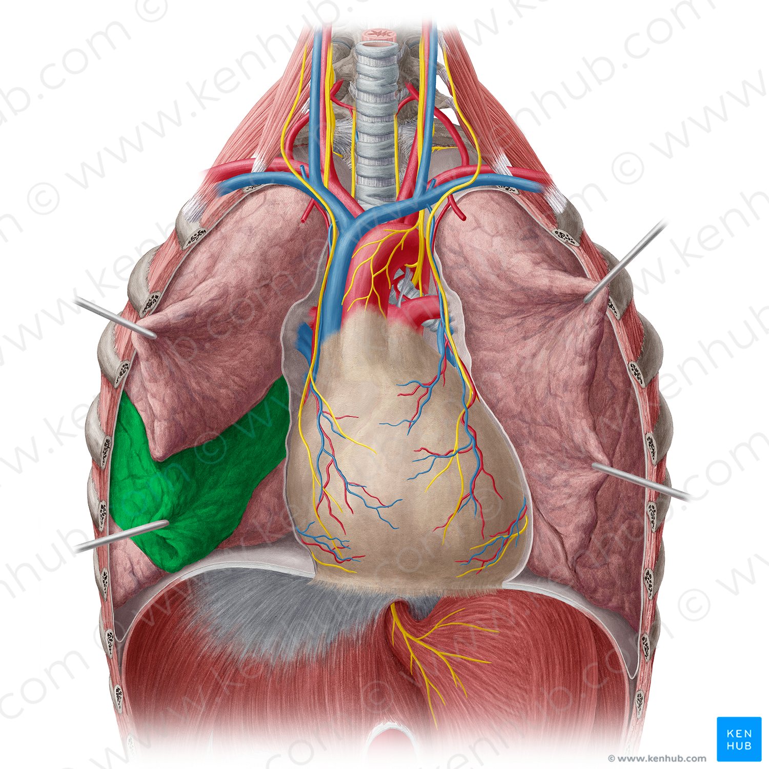 Middle lobe of right lung (#4840)