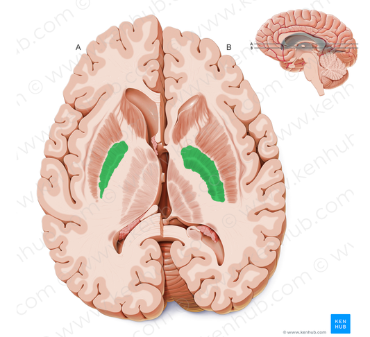 Globus pallidus (#4152)