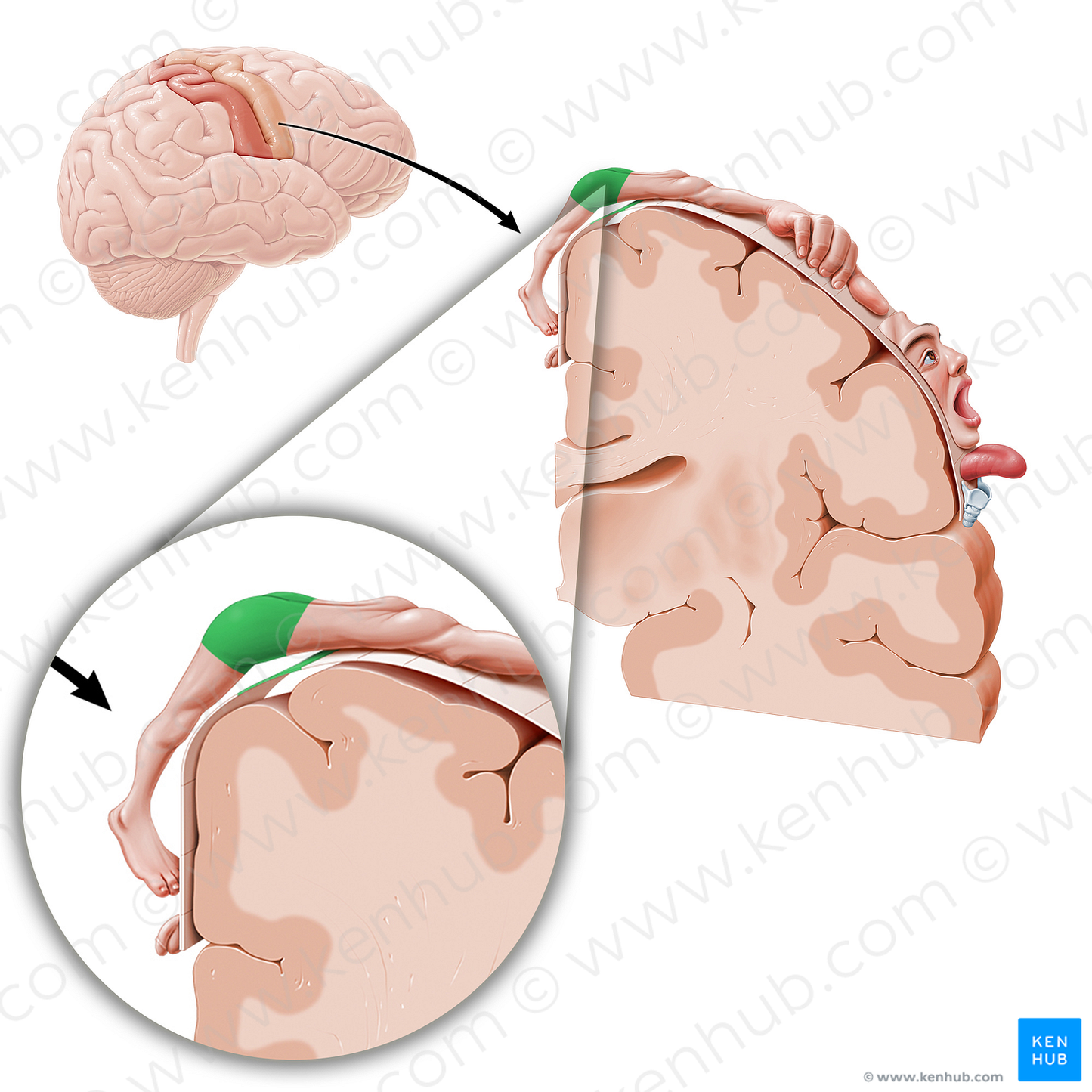 Motor cortex of hip (#11075)