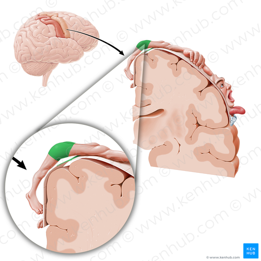 Motor cortex of hip (#11075)