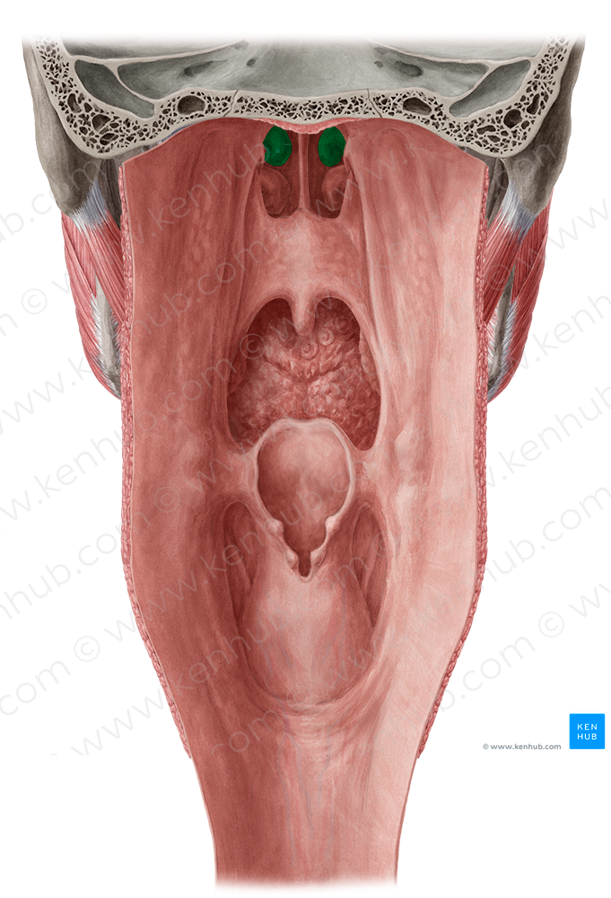 Middle nasal concha of ethmoid bone (#2801)