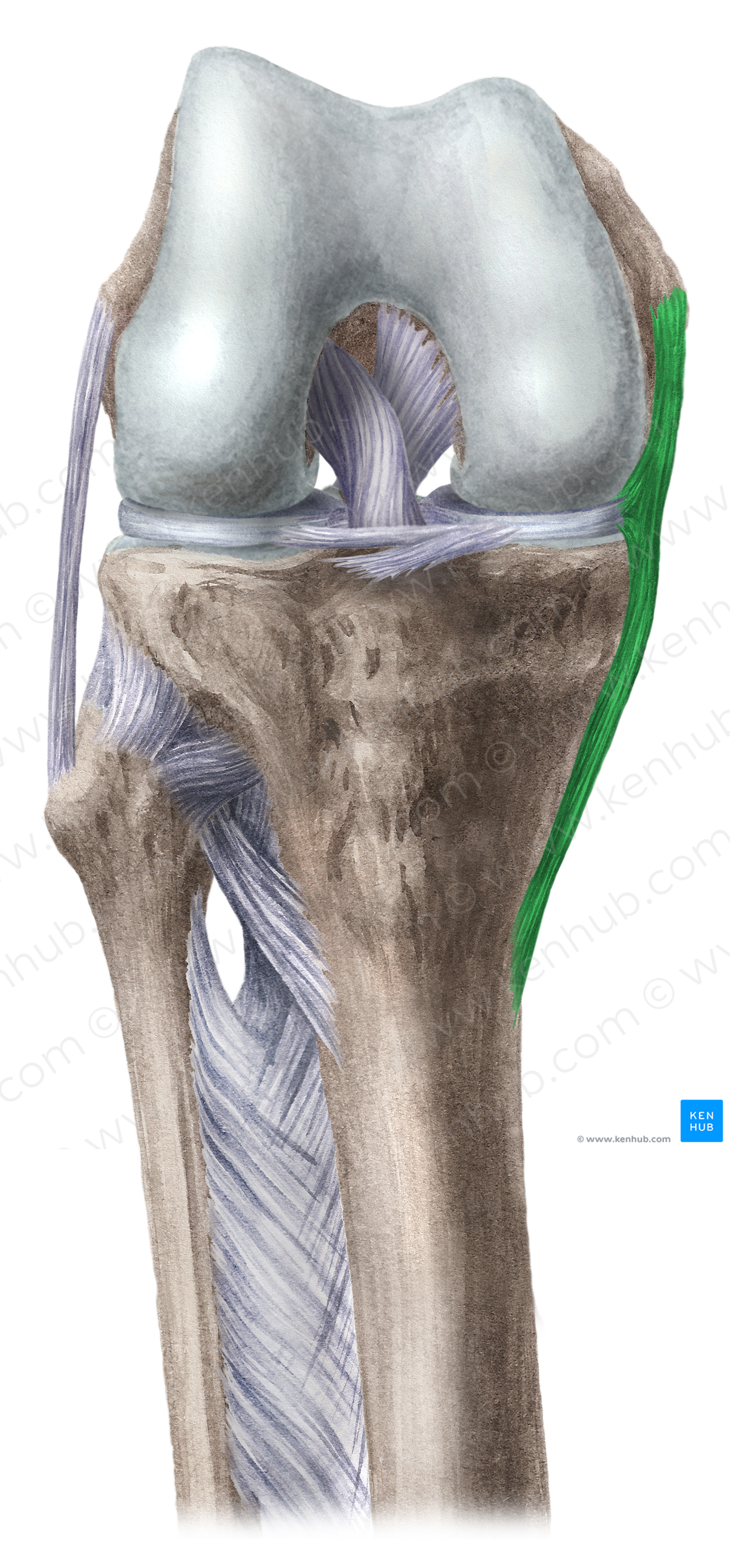Tibial collateral ligament of knee joint (#4498)
