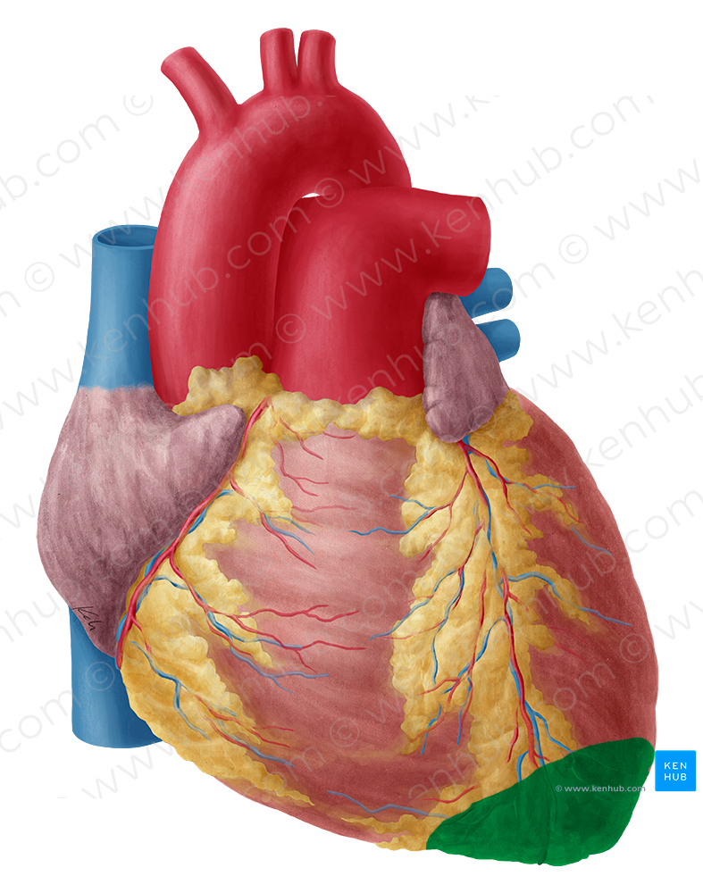 Apex of heart (#754)