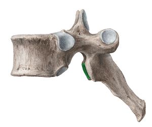 Inferior articular facet of vertebra (#3459)