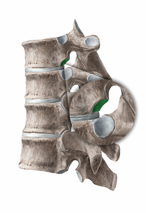 Inferior costal facet of vertebra (#11273)