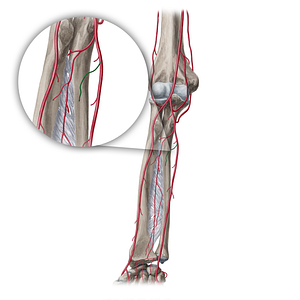 Nutrient artery of ulna (#20376)