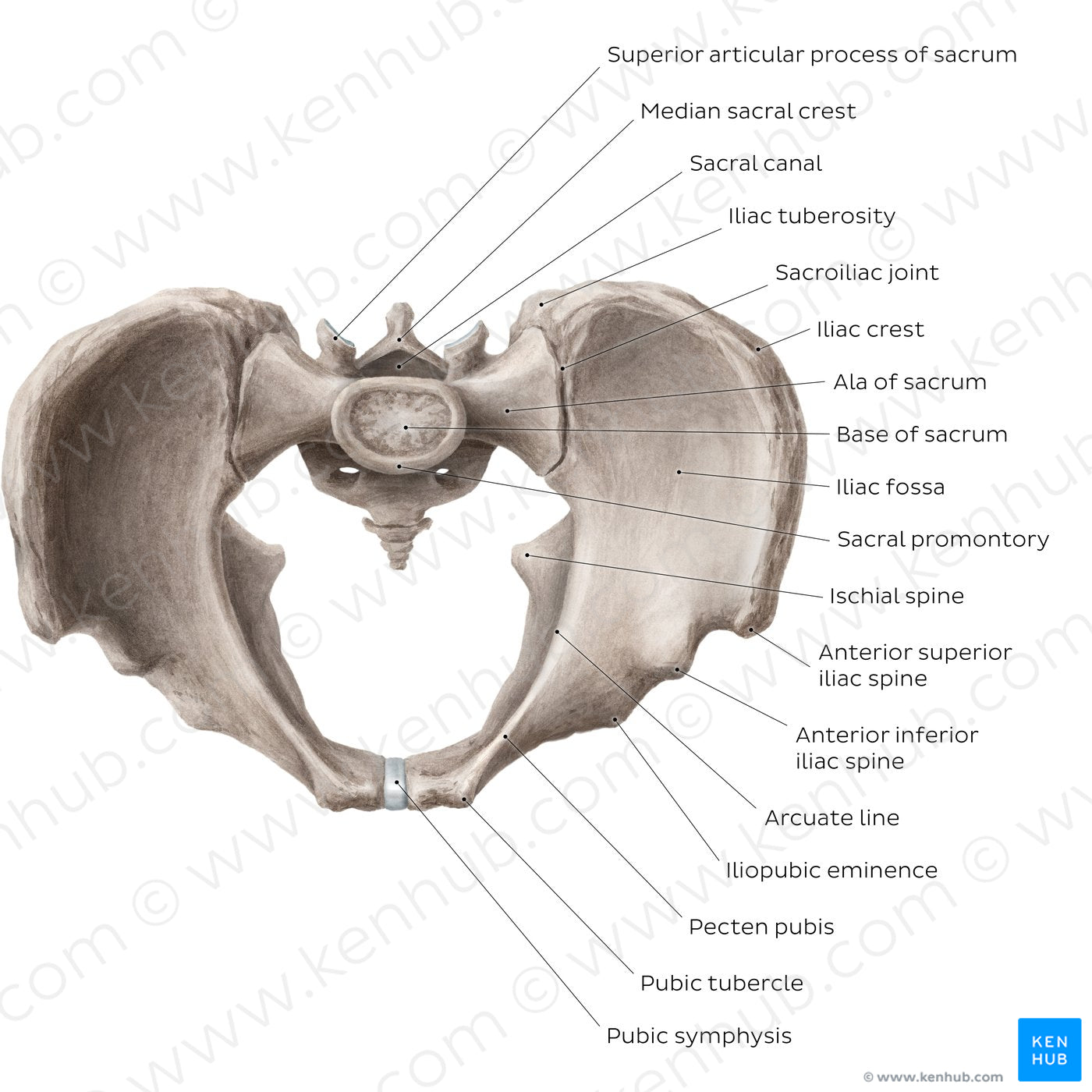 Bony pelvis (superior view) (English)